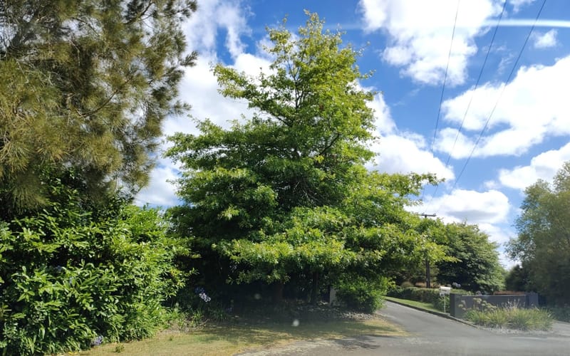 85 Waicola Drive