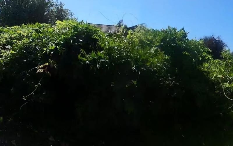 2 Flemington Road