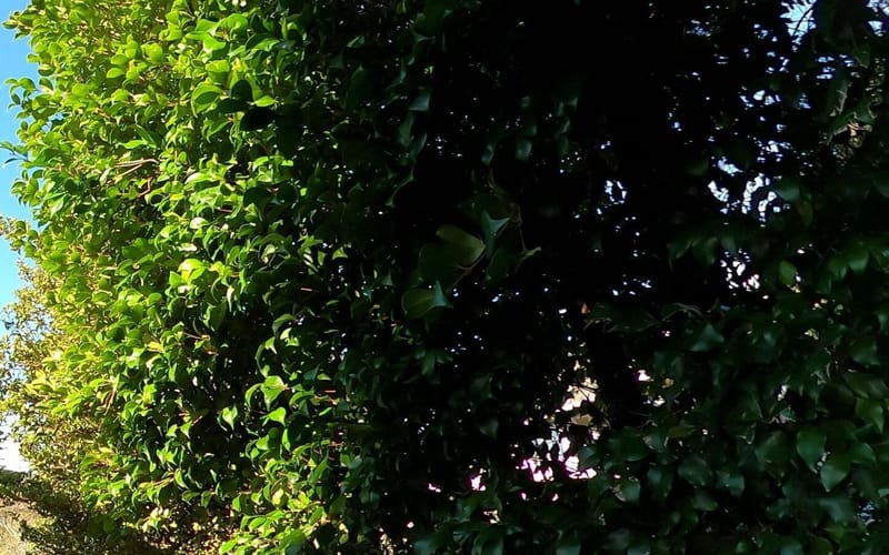 38 Jellicoe Road